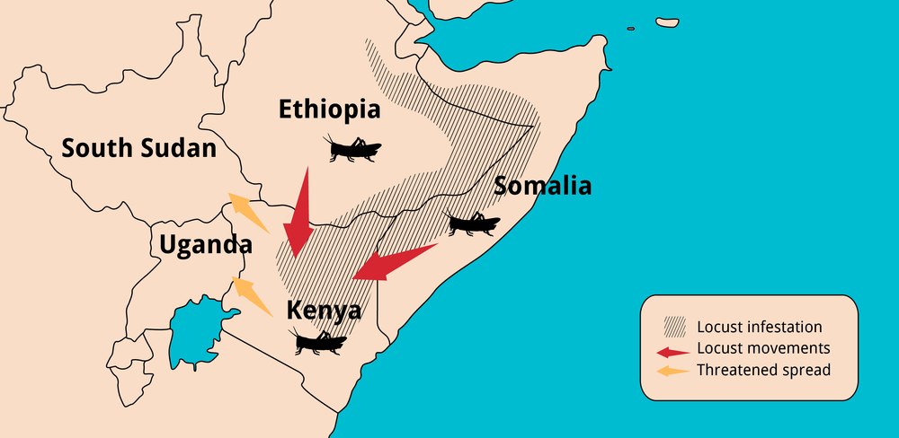 How the locust swarms are spreading across eastern Africa.