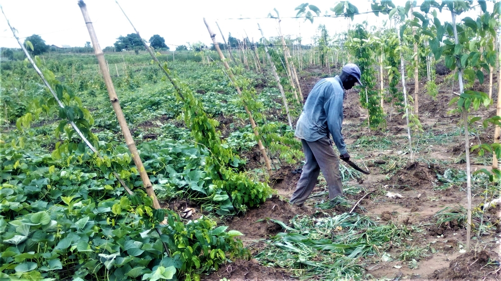 Smallholder farmer Okechukwu Onwuma in his field near Oko-Amakom in southern Nigeria's Delta State