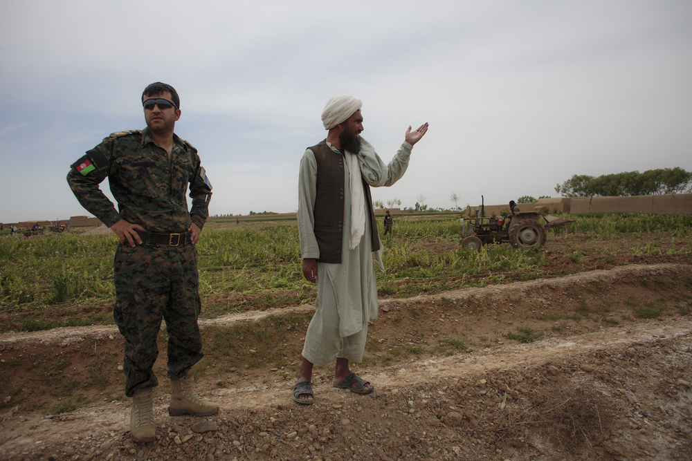 Afghan narcotics police destroy a poppy field in Helmand