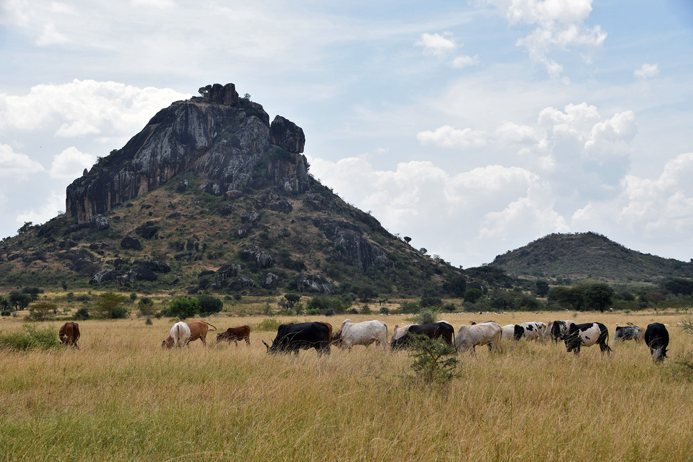 Many people in Karamoja are cattle-keepers who base their livelihoods on herd grazing, such as here in Kaabong district, 26 November 2021.