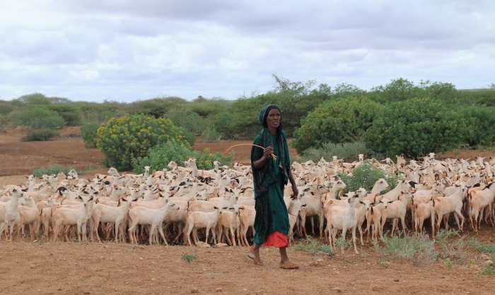 Woman herding goats