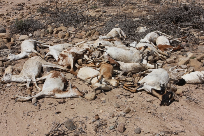 Goats succumb to drought and cold