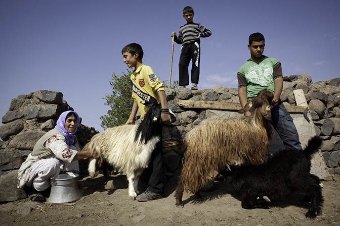 DanChurchAid's programmes in Syria include supporting livestock owners