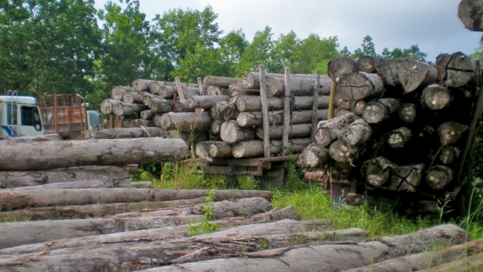 These illegal logs were seized, while in transit, and are impounded at district police offices, Riau, Sumatra, Indonesia