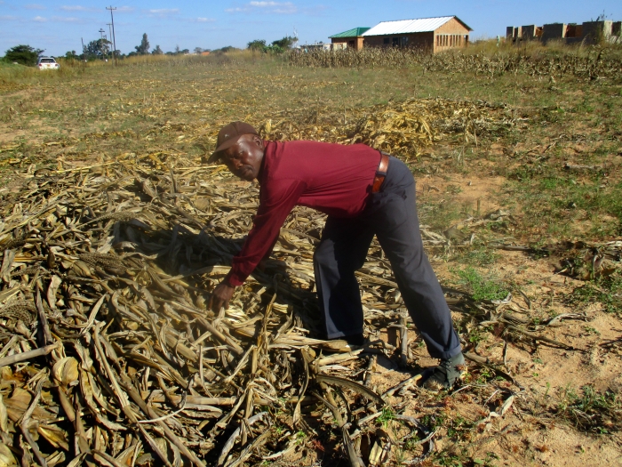 A Zimbabwe farmer gathers crop residue