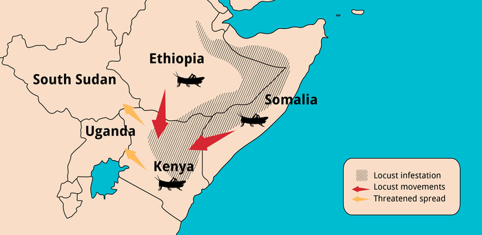 How the locust swarms are spreading across eastern Africa.