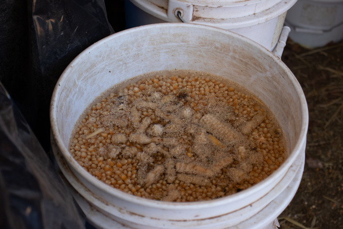 The Skeets buy surplus popcorn from industrial farms and ferment it into a probiotic-rich food source for their animals. Costs are minimal, in keeping with a mission that aims to demonstrate health-conscious farming techniques can still be affordable.