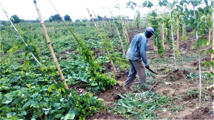 Smallholder farmer Okechukwu Onwuma in his field near Oko-Amakom in southern Nigeria's Delta State