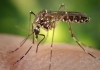 The aedes aegypti mosquito that spreads the Zika virus as well as dengue fever and chikungunya 
