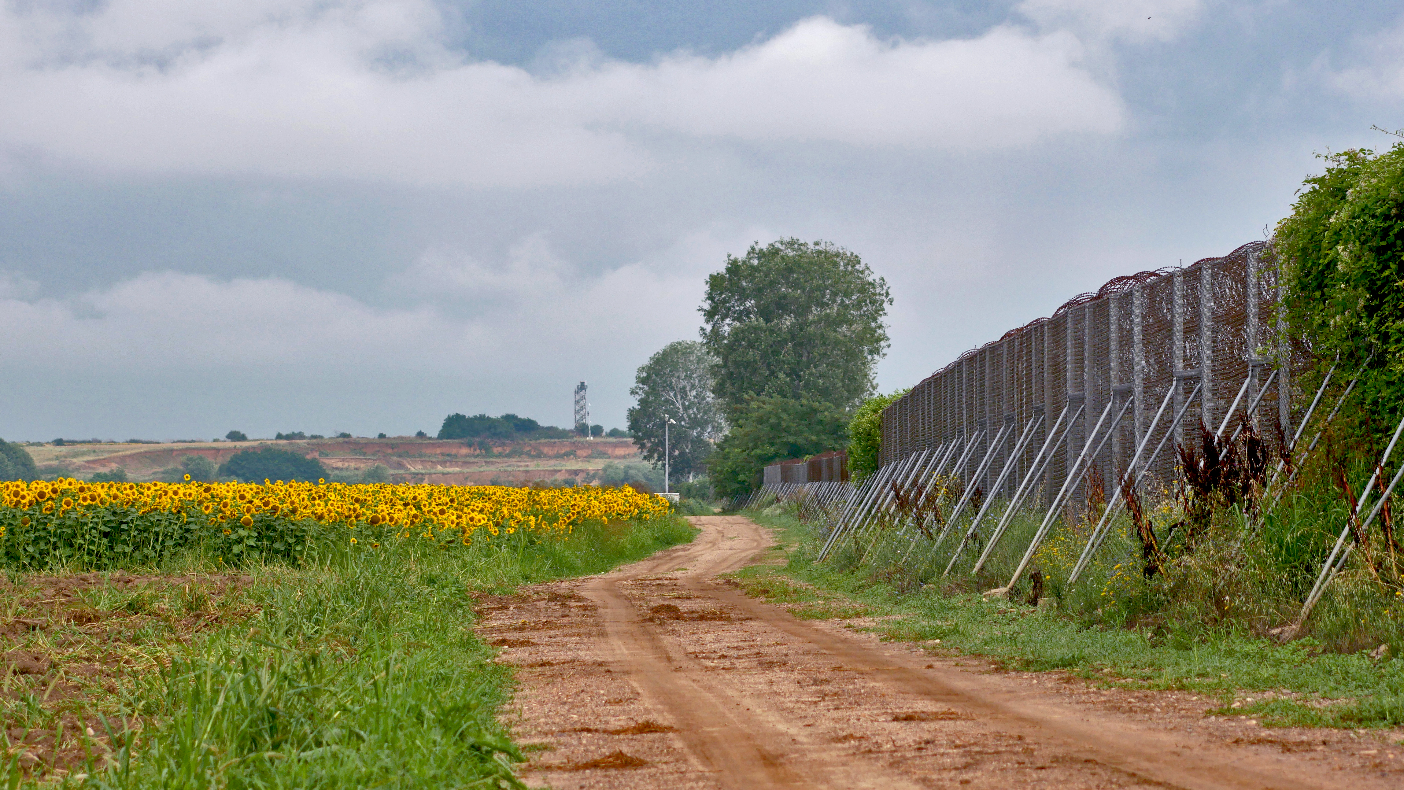 A fence with barbed wire next to a field of sunflowers.