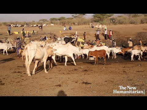 Death and disease: Kenya's drought-hit livestock