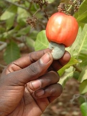 [Guinea-Bissau] A ripe cashew nut, growing under the cashew fruit. [Date picture taken: 05/27/2006]
