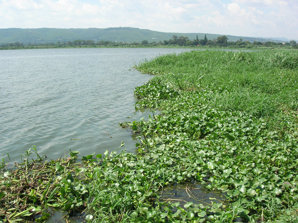 The New Humanitarian Livelihoods hit as water hyacinth takes over