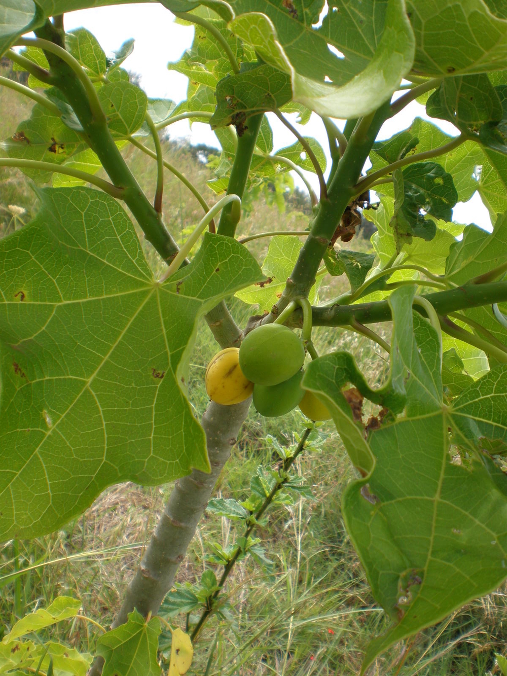 Jatropha has the potential for improving the household income amongst the rural poor of the developing world.