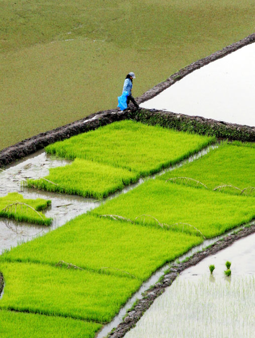 A farmer inspecting his rain-fed rice field in Sagada, in the northern Philippines. Experts at the Philippine-based International Rice Research Institute say they have developed rice varieties that are flood resistant, and could help farmers in typhoon- a