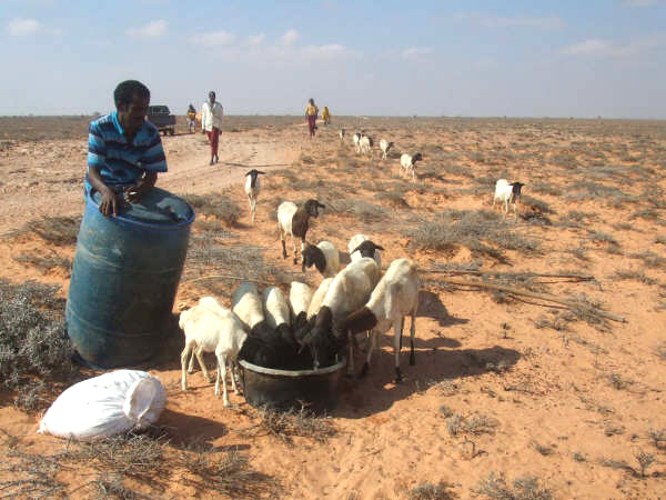 A man provides water for his livestock in south Mudug, central Somalia