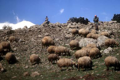 Up to 60 percent of Syria's land and 1.3 million people are affected by drought in Syria