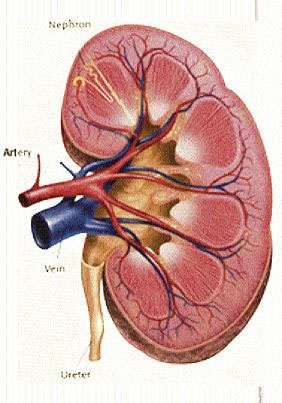 The New Humanitarian Internet Facilitates Illegal Kidney Trade