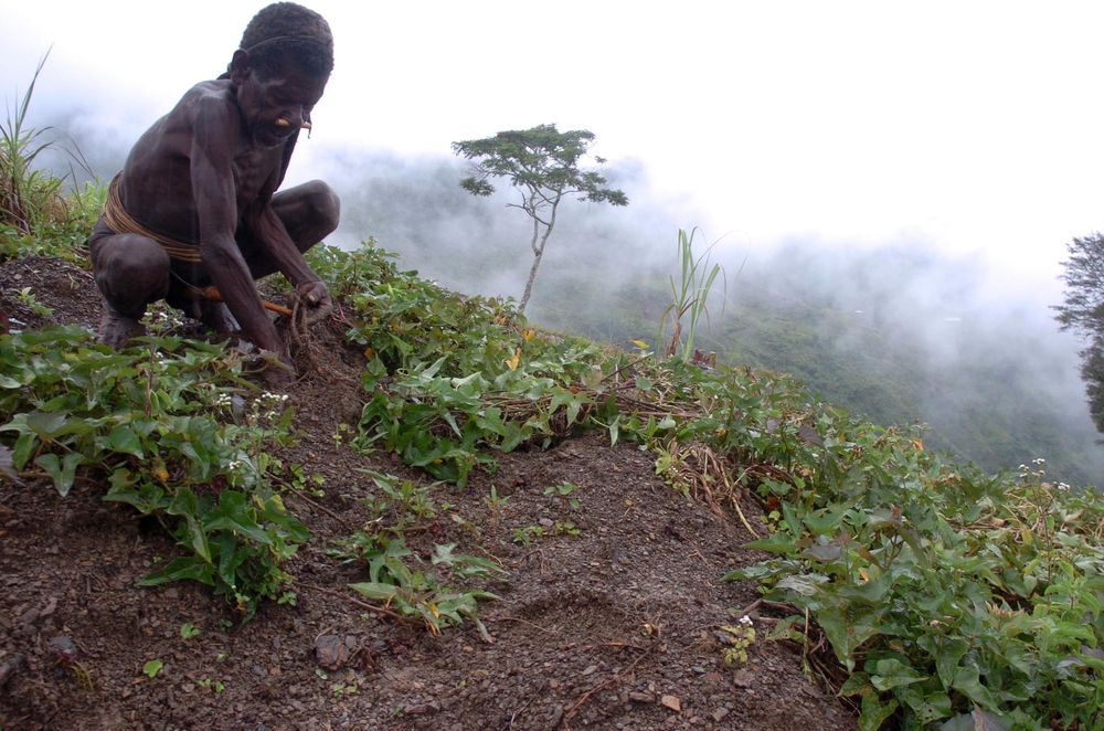 A local Papuan man tends to his sweet potato plants on a hillside in Papua  