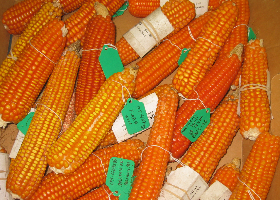 The New Humanitarian Orange maize to curb vitamin A deficiency