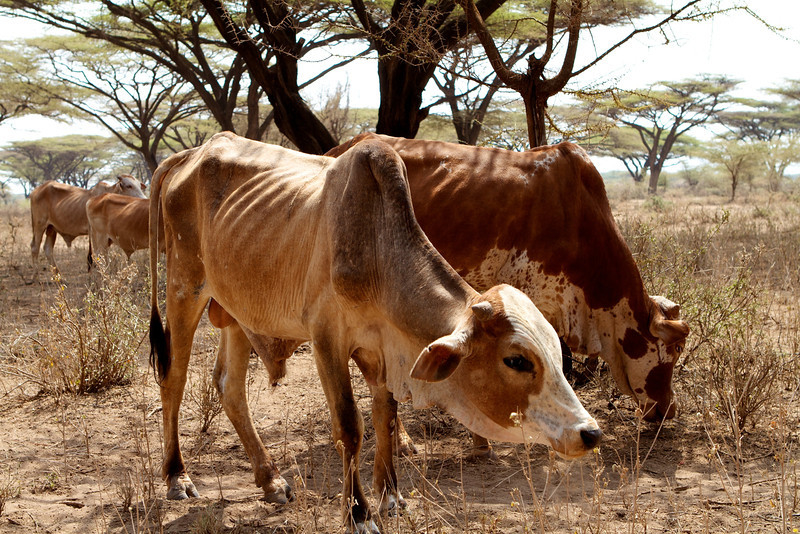 A pastoralist await the sale of his drought affected cattle at an NGO supported destocking market near Isiolo, Eastern Province, Kenya