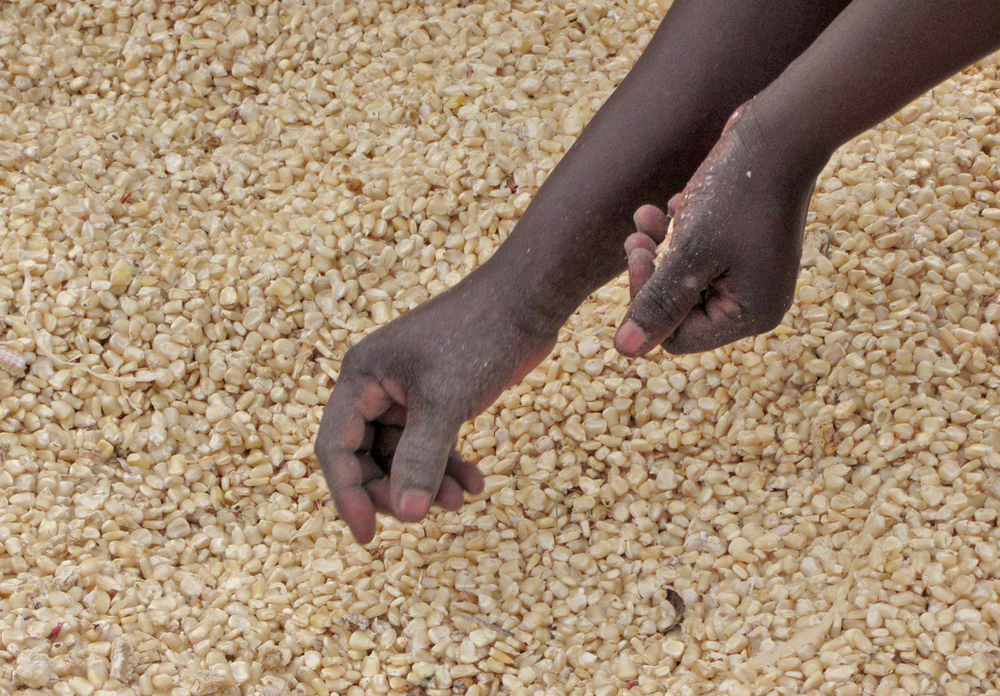 The New Humanitarian Zimbabwe shortchanging its smallscale farmers