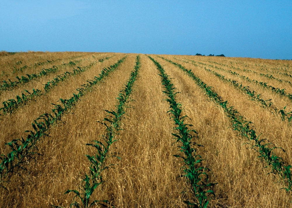 Maize fields in Iowa state