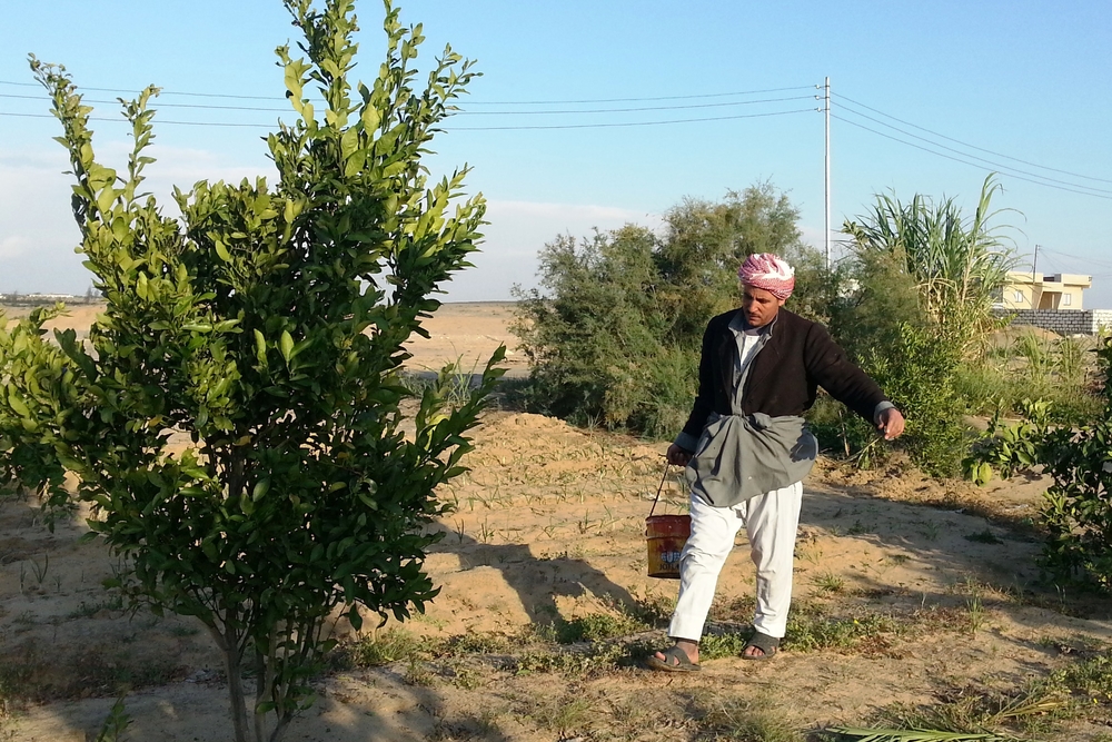 La révolution égyptienne n'a pas occasionné de changement radical dans la région du Sinaï A Bedouin man carries water to irrigate his trees in the village of Balloza in North Sinai, west of the governorate's capital, al-Arish. The water comes from a well as the homes here are not connected to a public water system. North Sinai is one of the mo
