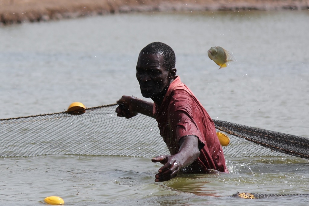 The New Humanitarian Penury Amid Potential In Senegal S Casamance