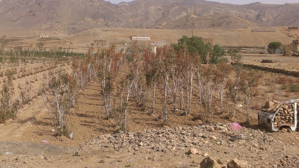 Health 'time-bomb' as Yemen runs dry Many farmers in Yemen have lost their crops this year due to water shortages