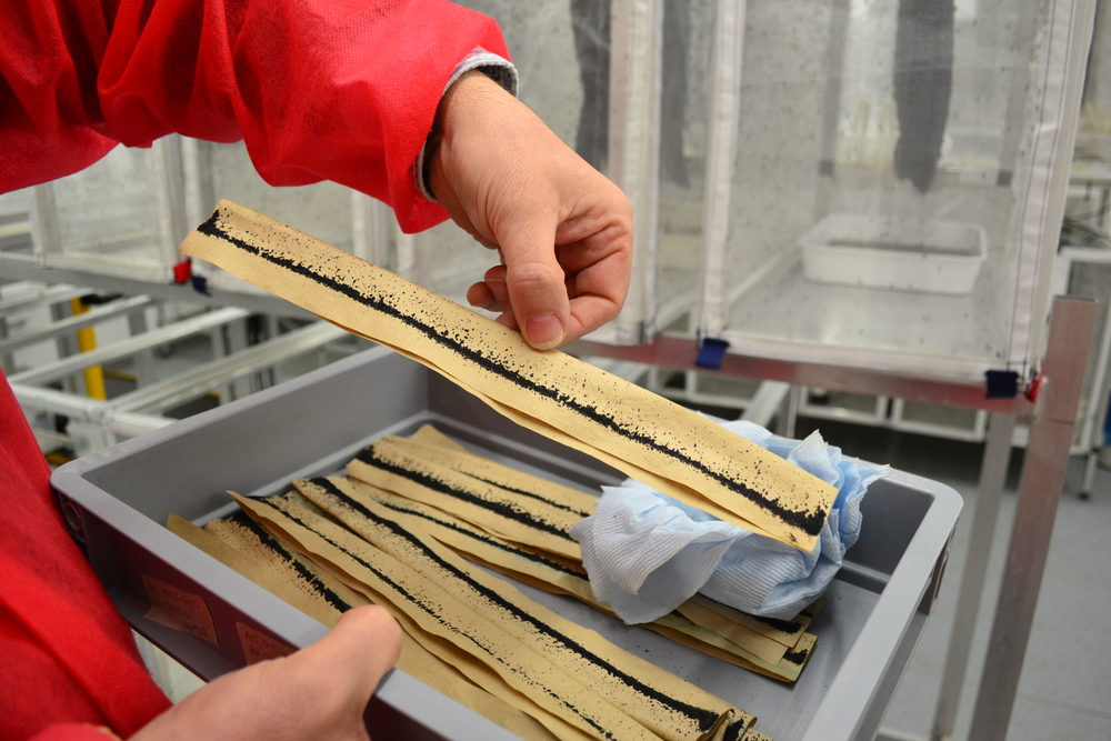 Zika: Are mosquitoes the cure as well as the curse? Oxitec CEO Haydn Parry holds up strips of paper where genetically modified mosquitos have laid eggs. The eggs will be harvested and shipped to Oxitec's field trial locations in Brazil and elsewhere.