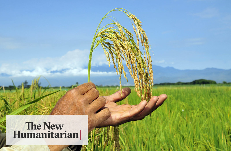The New Humanitarian | 'No one has been spared': The climate crisis and the bleak future of food - Vimarsana News