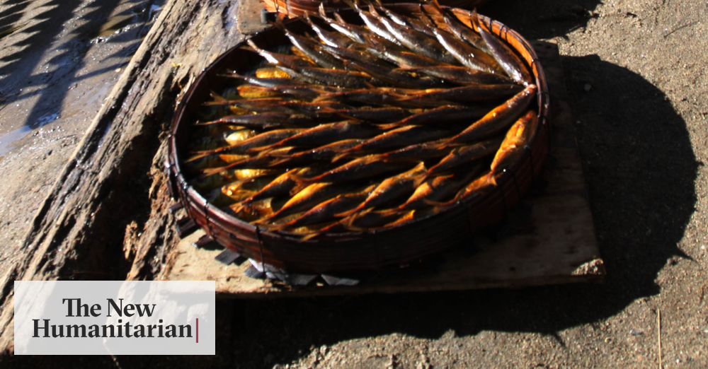 The New Humanitarian Smoked fish transforms women's lives