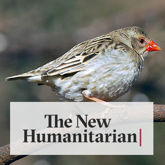 The New Humanitarian | Quelea - Africa's most hated bird - Vimarsana News