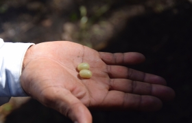 Promotional photo featuring USAID cofffee growing project in Guatemala