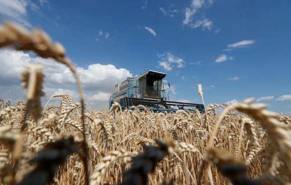 A combine harvests wheat in a field in the Kyiv region, in 2020.