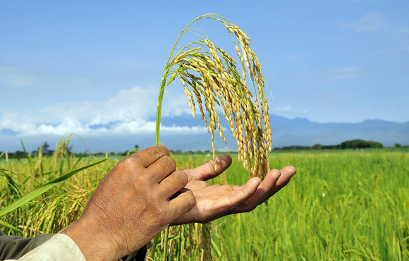 Biofortified rice in Colombia