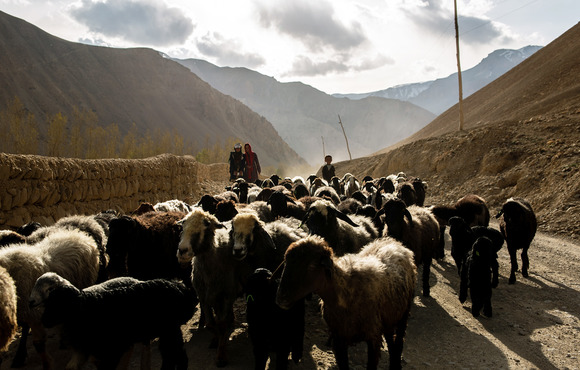 Herders watch over their livestock in Bamyam Province, Afghanistan. During severe droughts, herders are often forced to sell their livestock in order to cope, leaving them with little to rebuild their lives