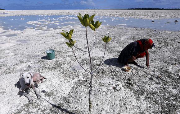 A woman kneels down onto a parched earth, the ocean visible in the background. A small mangrove shrub takes up the middle of the frame.