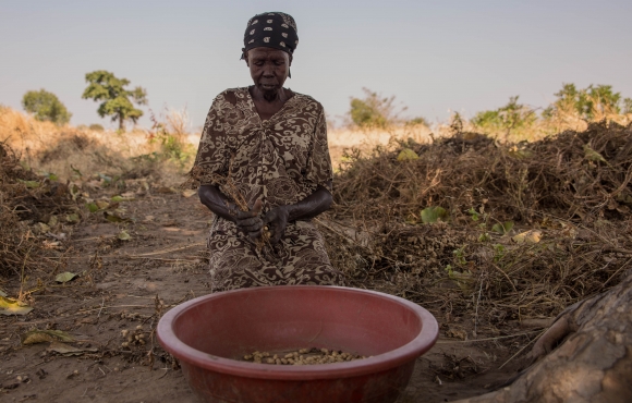 Abuk Moukiir sits in the shade of a tree while harvesting peanuts