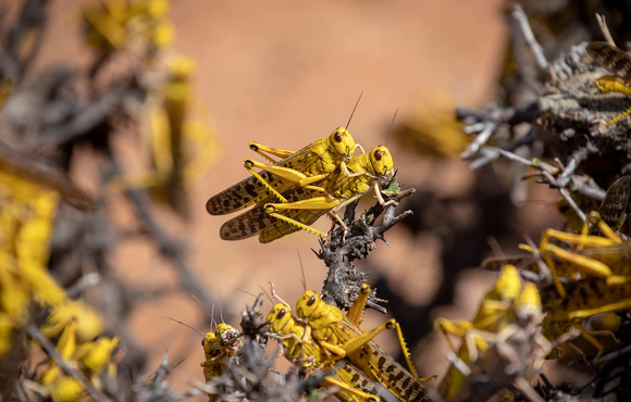 Desert Locusts mate on a bush