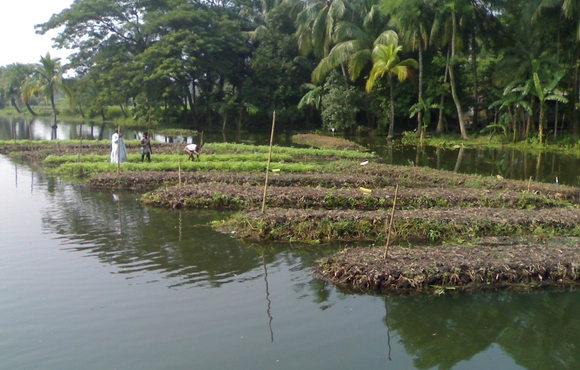 In face of floods and climate change, Bangladesh is turning to floating farms