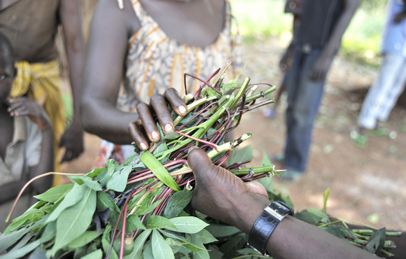 Running out: almost all farmers in CAR need more seeds for the next planting season 