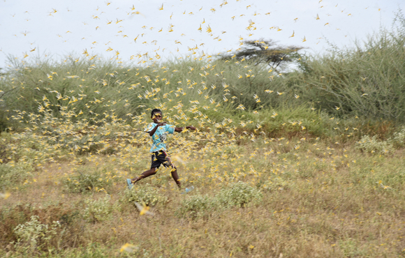 Locusts arrive in Isiolo, northeastern Kenya.