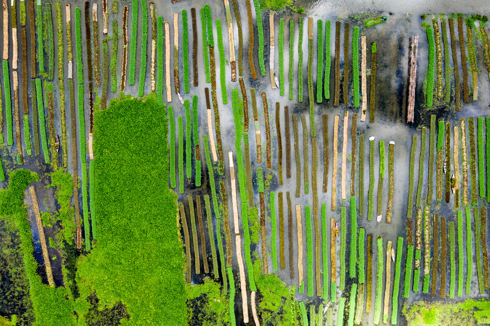 The New Humanitarian Bangladesh’s floating gardens survive flood