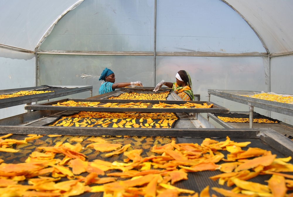 Members of the Huruma Asili women's cooperative in eastern Kenya's Makueni county lay out mangoes for drying in a plastic covered shed