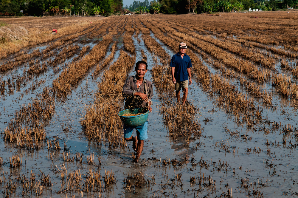 Rice farmers in Vietnam