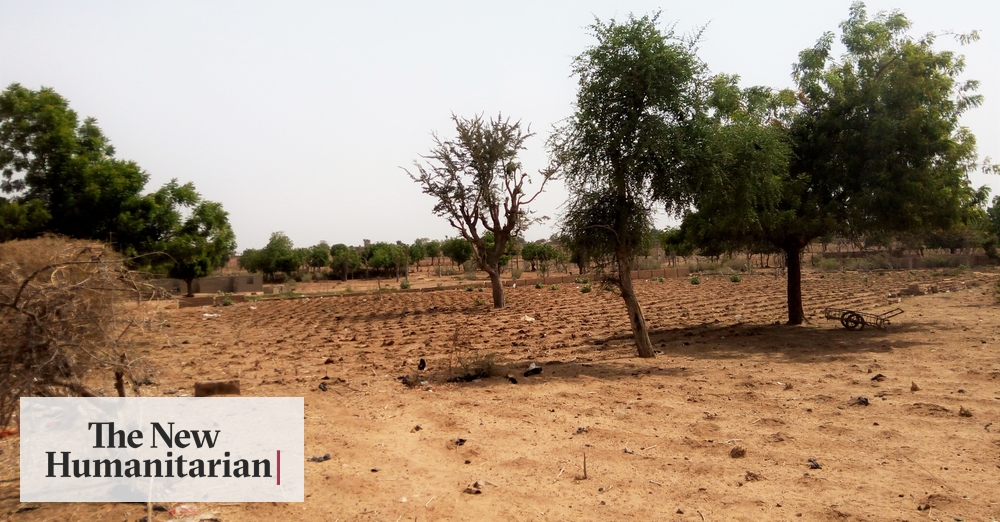 The New Humanitarian Briefing Nigerian Farmers Can T Fight Desertification Alone