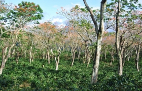 Shade trees over coffee plants