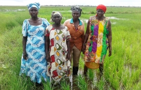 Women in the Senegalese village of Dioffior in a rice field